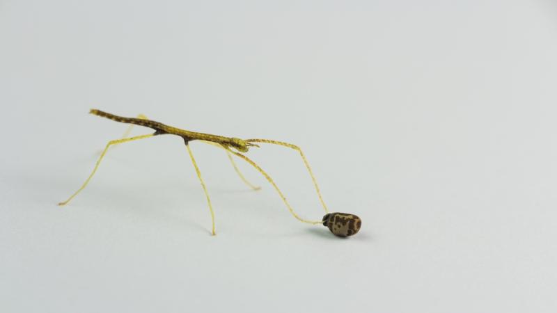 Giant Malayan stick insect | Oregon Zoo